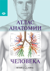 Атлас анатомии человека. Все органы человеческого тела
