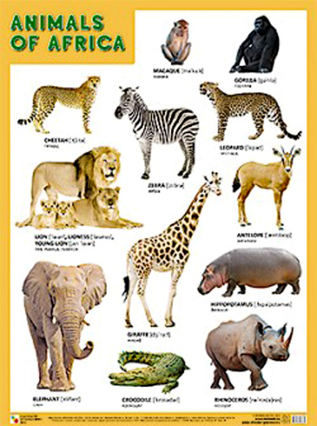  (). ANIMALS OF AFRICA ( )